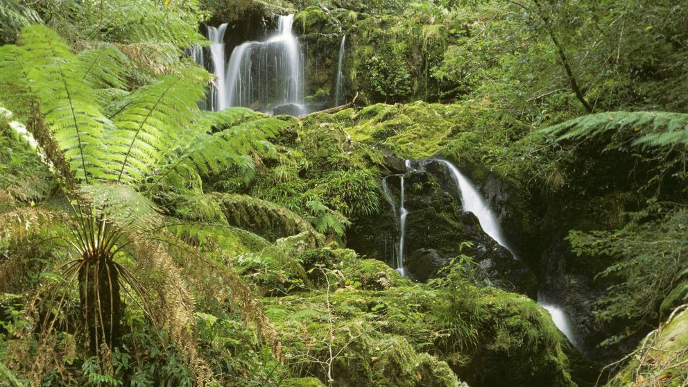 Barrington Tops National Park. Image Credit: Jeffrey Drewitz